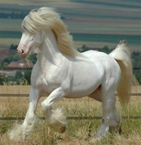 Worlds Most Beautiful Horse Breeds From Around the World | HubPages