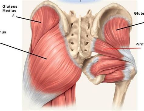 Hip Pain: muscle versus joint – Bucks Sports Chiropractic: Dr. Derek Gearhart