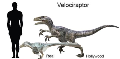 Velociraptor Size Chart