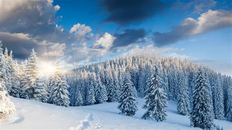 Winter Forest Wallpapers Images Photos Pictures Backgrounds