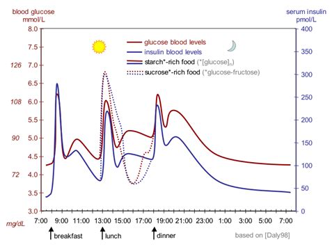 Glucose Regulation and Utilization in the Body