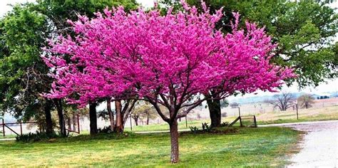 Different Types of Redbud Tree Varieties - All Kinds of Species - EmbraceGardening