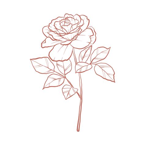 Free Line Drawing Of A Rose Download Free Line Drawin - vrogue.co