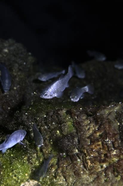 Devils Hole Pupfish (Cyprinodon diabolis): Will Endangered Resilient Prehistoric Species Survive?