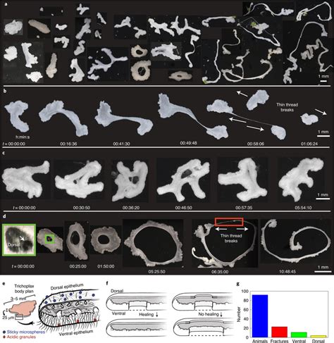 Elastic–plastic shape-change phenomena in Trichoplax adhaerens a ...