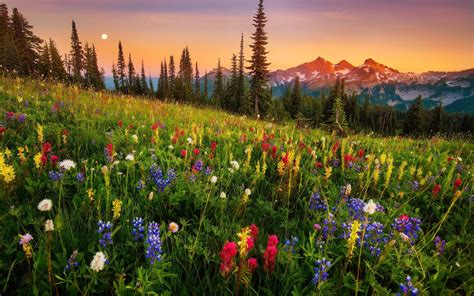 Mountain wildflowers | Landscape, Natural landmarks, Scenery