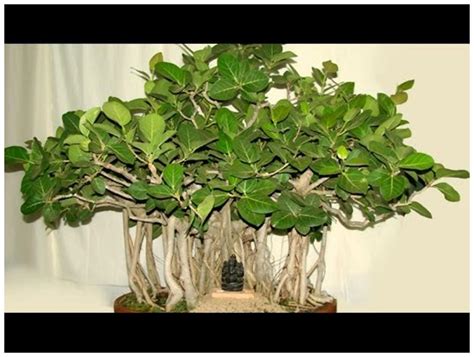 Buy Bonsai Suitable Indoor Plant Seeds Banyan Tree(Alai) Tree Native To The Indian Subcontinent ...