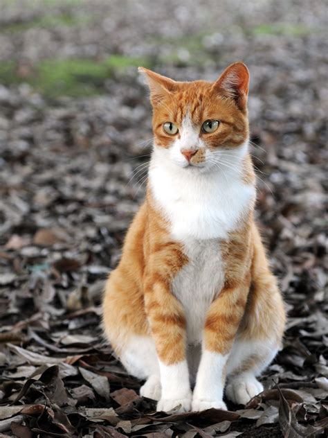 File:Orange tabby cat sitting on fallen leaves-Hisashi-01A.jpg - Wikimedia Commons