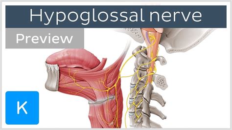 Hypoglossal nerve: course and branches (preview) - Human Neuroanatomy | Kenhub - YouTube