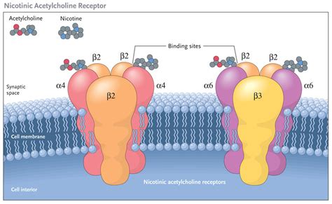 Public Domain Picture | nicotinic acetylcholine receptor | ID ...