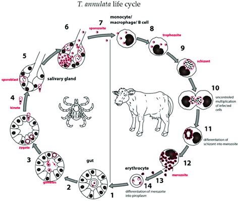 T. annulata life cycle as an example of the general life cycle of ...