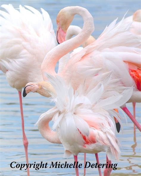 Flamingo Photography Flamingo Flock Flamingo Art Bird Art | Etsy