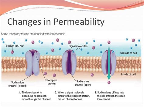 PPT - 8-1 Cell Membrane PowerPoint Presentation, free download - ID:5388116