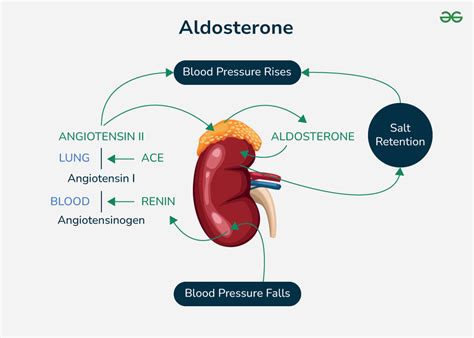 Overview on Aldosterone Hormone - Function and Synthesis - GeeksforGeeks