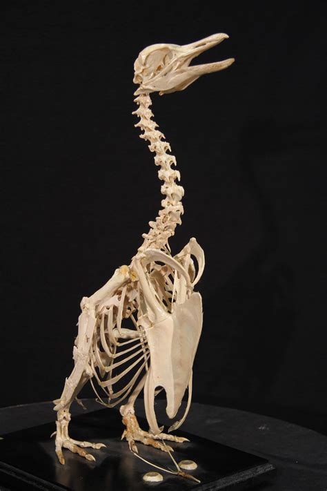 Penguin Skeletal Anatomy