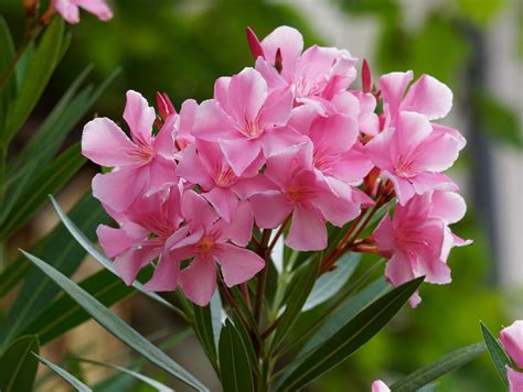 Oleander Flower: Meaning, Symbolism, and Colors | Pansy Maiden