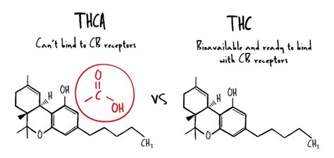 Debunking Myths On Decarboxylation Weed | Ardent Cannabis