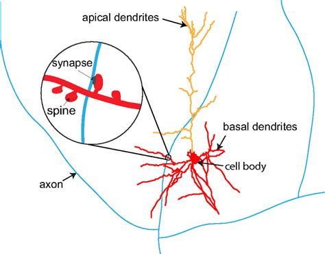 Maximization of the connectivity repertoire as a statistical principle governing the shapes of ...