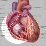 Anatomy of the Heart