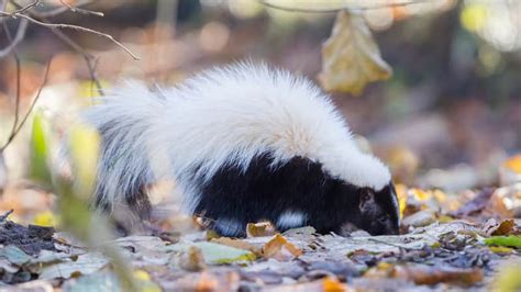 How to Identify Different Types of Skunks | Terminix