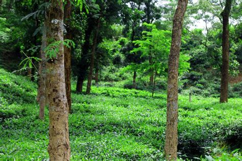 Premium Photo | Organic Tea Garden at sylhet, bangladesh.