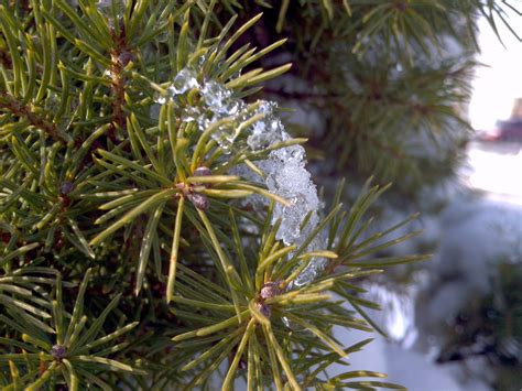 Winter Evergreen Tree Branch Free Stock Photo - Public Domain Pictures