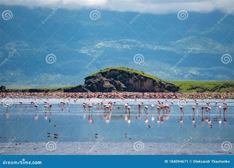 Big Group of Pink Lesser Flamingo at Lake Natron, Tanzania, Africa Stock Image - Image of ...