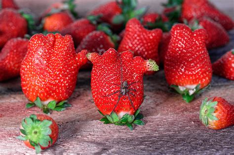 Strawberries Spider Bio - Free photo on Pixabay - Pixabay