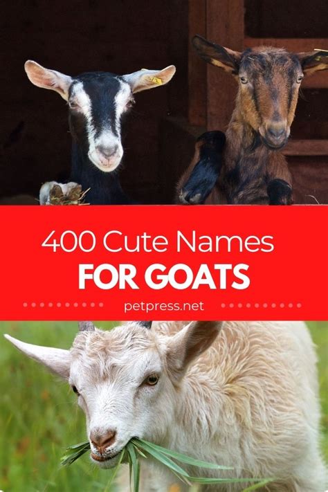 Cute Goat Names – Over 400 Adorable Names To Give a Goat