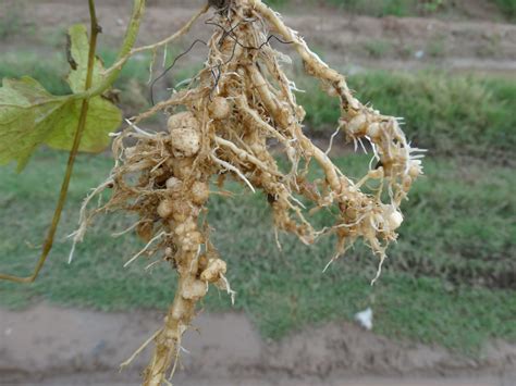 Nematodes Could Be the Reason Garden Is Unproductive - Alabama Cooperative Extension System