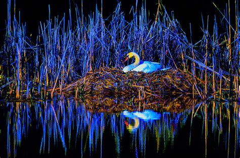 Night Nest Photograph by Brian Stevens | Fine Art America