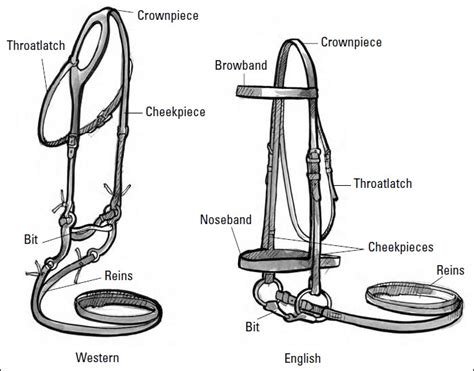 Getting a Heads-Up on Bridles ~ We love pets