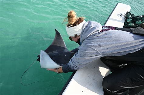 Researchers Studying Devil Rays in the Gulf | SoWal Forum - South ...