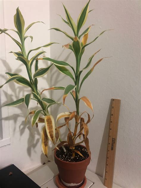 Need Help Diagnosing My Plant That Turned Yellow #613245 - Ask Extension
