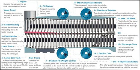 Figure 12 Stages in tablet compression - SaintyTec