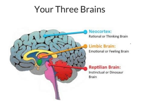 Brainspotting - Radcliffe Counseling