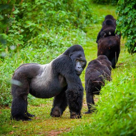 How Do Mountain Gorillas Move? | Mountain Gorilla Trekking | Rwanda