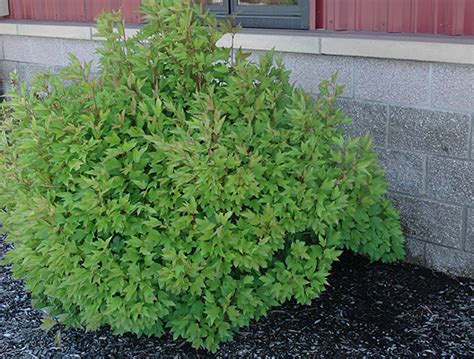 Viburnum trilobum 'Compactum' | Landscape Plants | Oregon State University