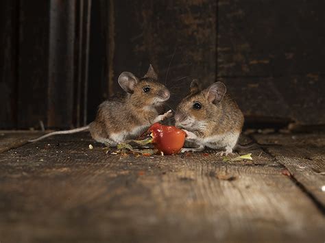 Wood mice feeding on Rose hip in my shed. | roy rimmer | Flickr