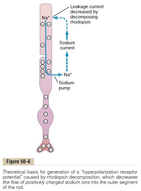 Rhodopsin Retinal Visual Cycle, and Excitation of the Rods ...