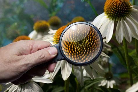 ¿Qué es la botánica? - barrameda.com.ar