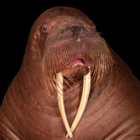 Walrus | National Geographic