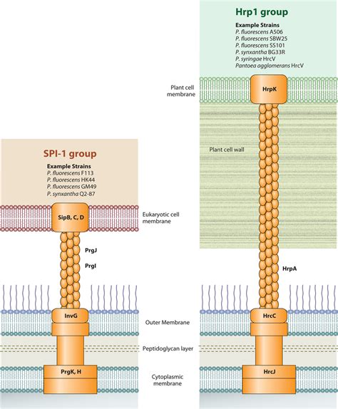 Type III secretion systems in P. fluorescens. The components and... | Download Scientific Diagram