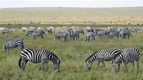 Digital Safari: Zebras, part of the migration - CGTN