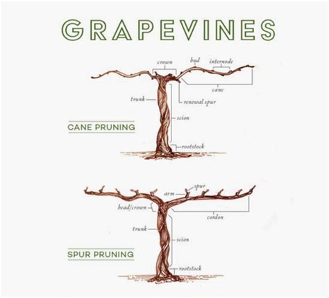 Learn To Prune A Grapevine! Pruning Workshop & Lunch - Sat 9th Feb – The Somerset Wine Co