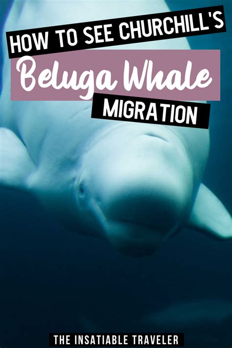 Don't Miss Churchill's Astonishing Beluga Whale Migration | Whale migration, Canadian travel ...