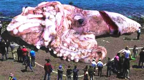 Largest Animal In The World Ever Lived