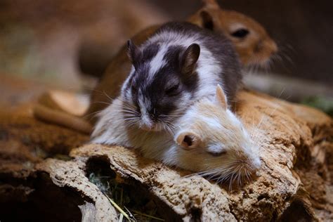 Bonding With Your Gerbils: A Helpful Guide For Pet Owners - Critter Mamas