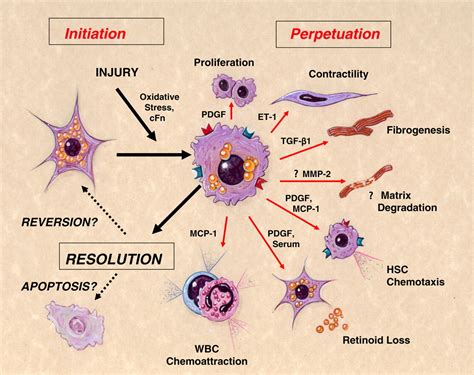 Hepatic Stellate Cells Protean Multifunctional And Enigmatic Cells | Free Nude Porn Photos