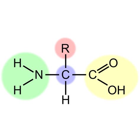 Vector image of amino acid scheme | Free SVG